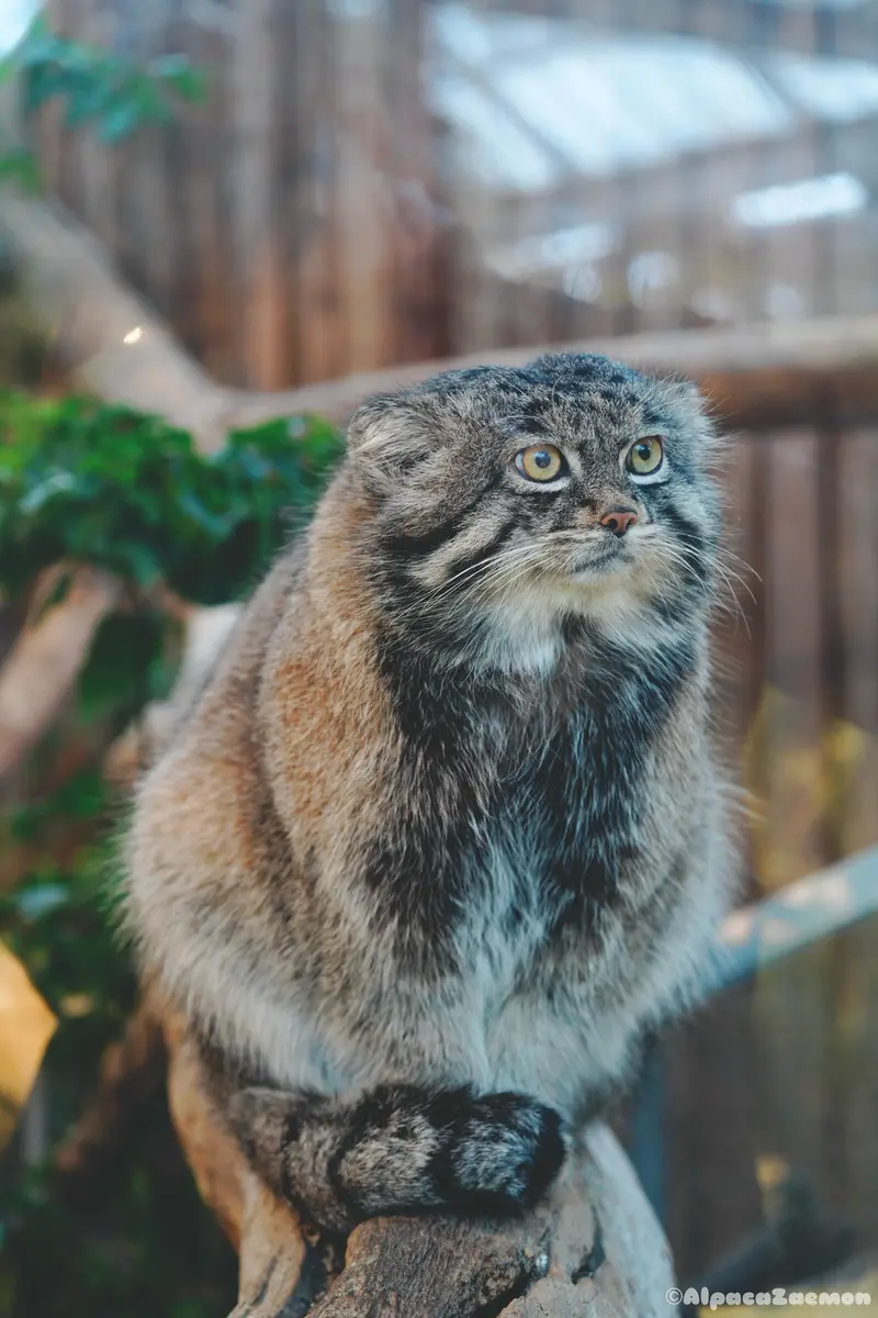 A photograph of Nar in Kobe Animal Kingdom