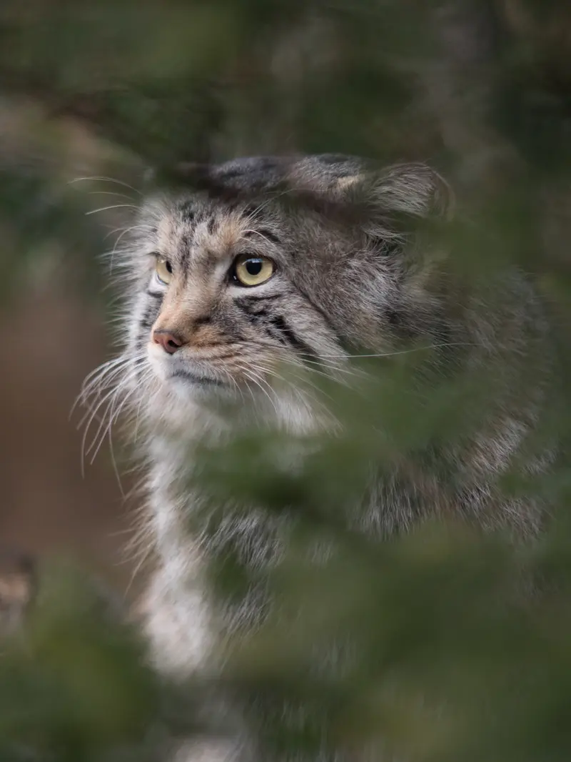 A photograph of Nagomu in Nasu Animal Kingdom