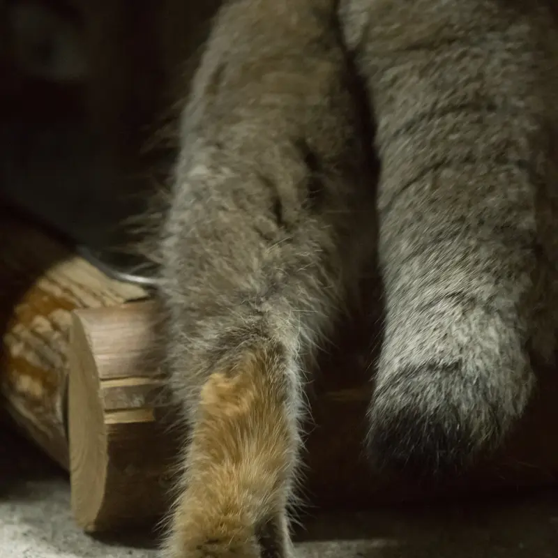 A photograph of Klyon in Ueno Zoological Gardens