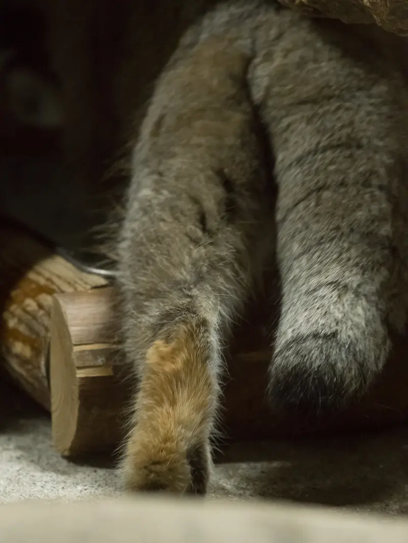 A photograph of Klyon in Ueno Zoological Gardens