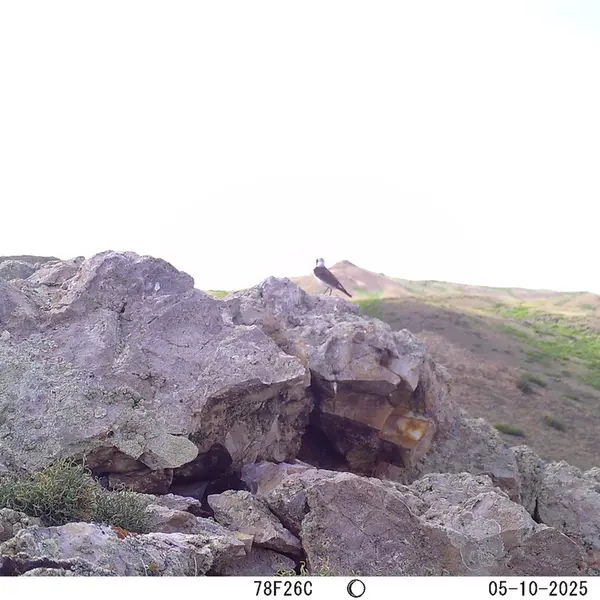 A photograph of a Pallas's cat from Besshoky 1 camera trap
