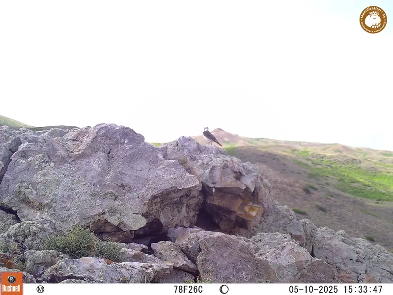A photograph of a Pallas&#039;s cat from Besshoky 1 camera trap