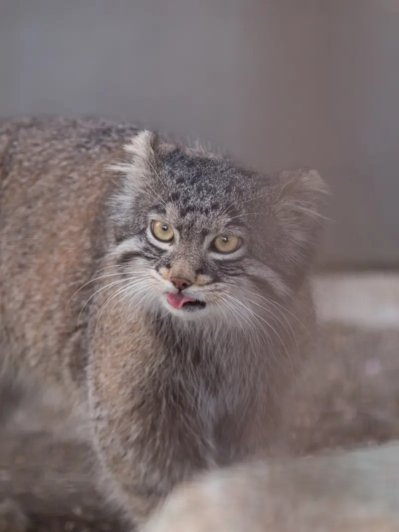 A photograph of Figa in Nogeyama Zoo