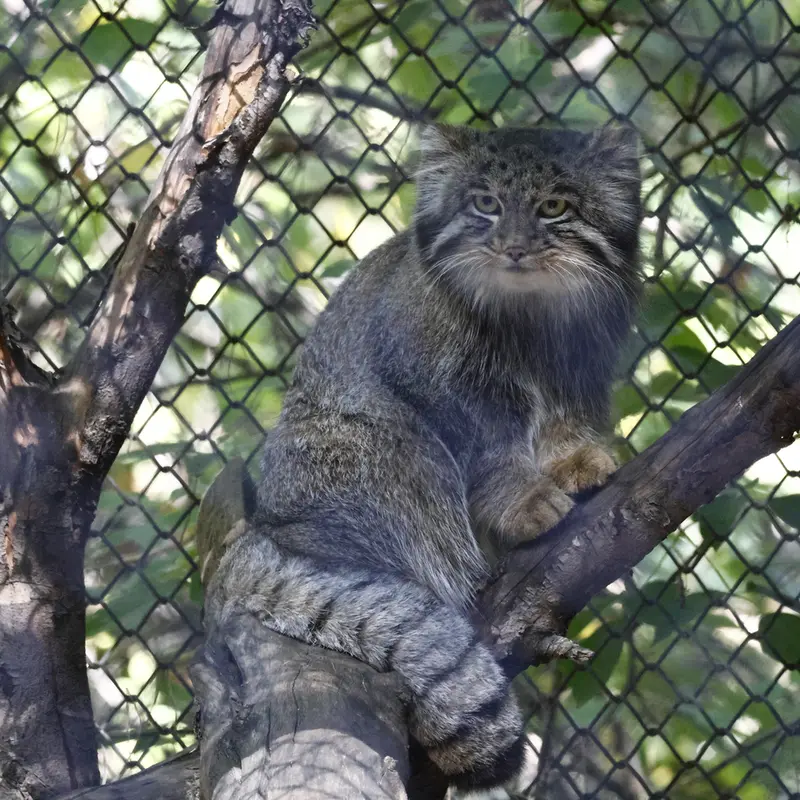 A photograph of Grey in Novosibirsk Zoo