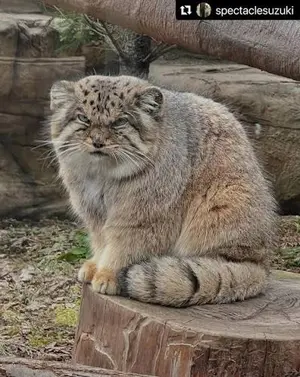 A photograph of a Pallas's cat