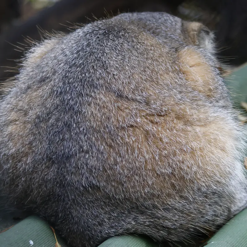 A photograph of George in Novosibirsk Zoo