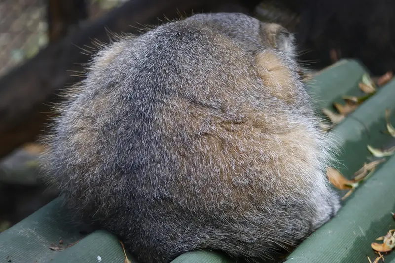 A photograph of George in Novosibirsk Zoo