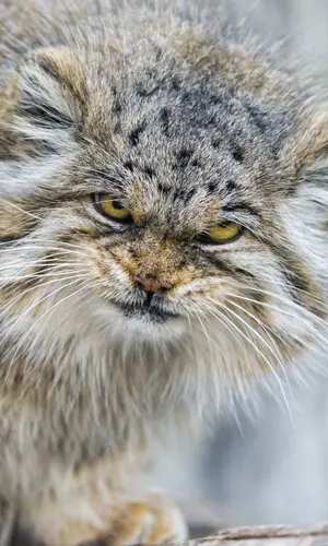 A photograph of a Pallas's cat