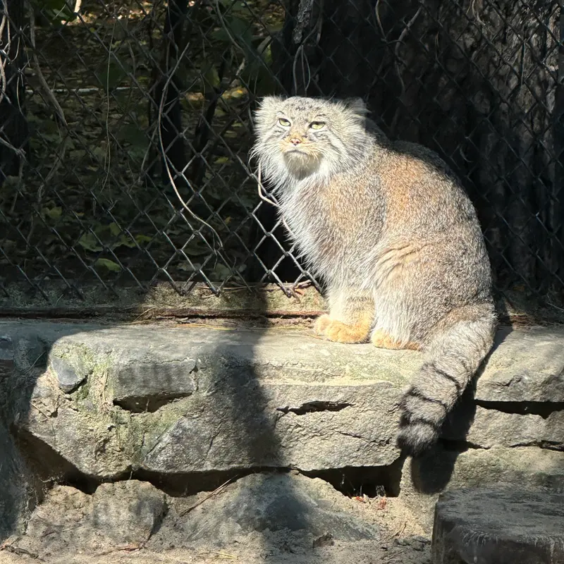 A photograph of Ruf in Novosibirsk Zoo