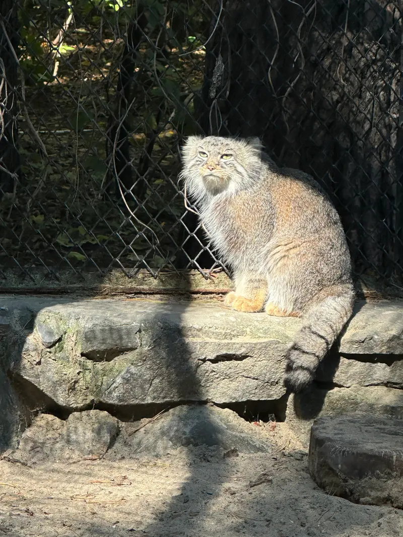 A photograph of Ruf in Novosibirsk Zoo