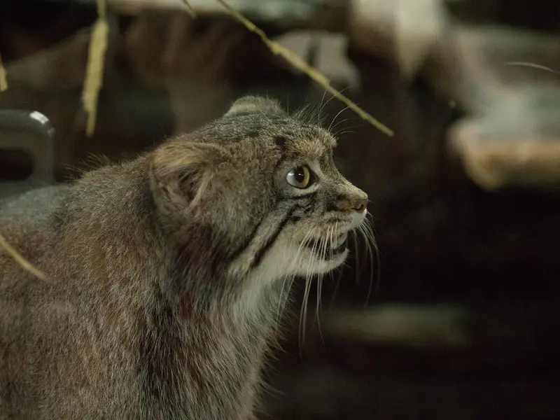A photograph of Figa in Ueno Zoological Gardens