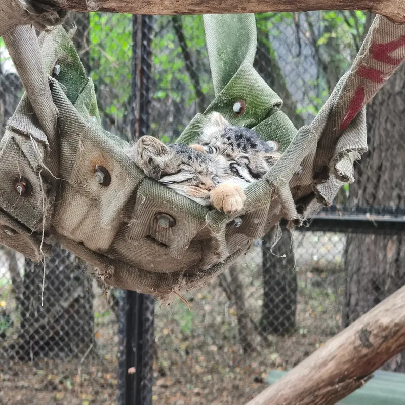 A photograph of a Pallas's cat in Novosibirsk Zoo
