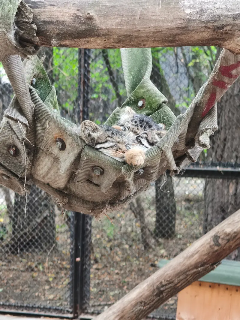 A photograph of a Pallas's cat in Novosibirsk Zoo
