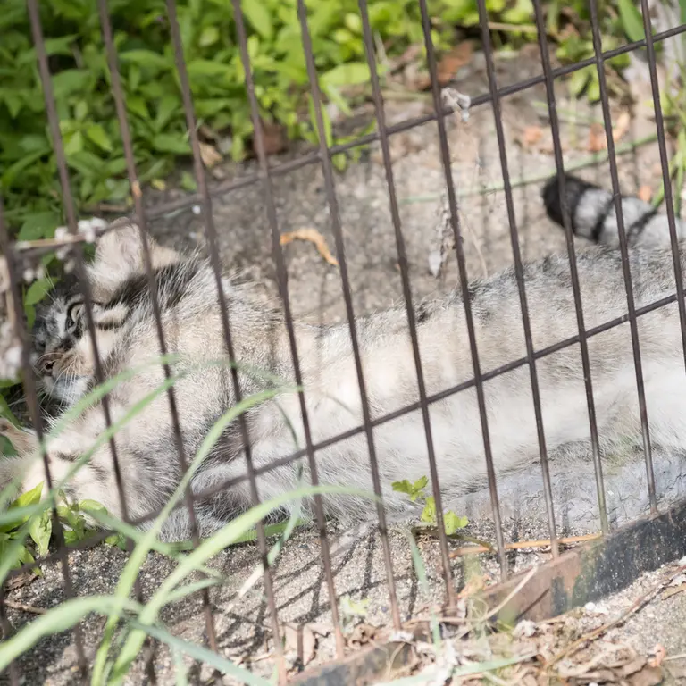A photograph of Hide in Asahiyama Zoo