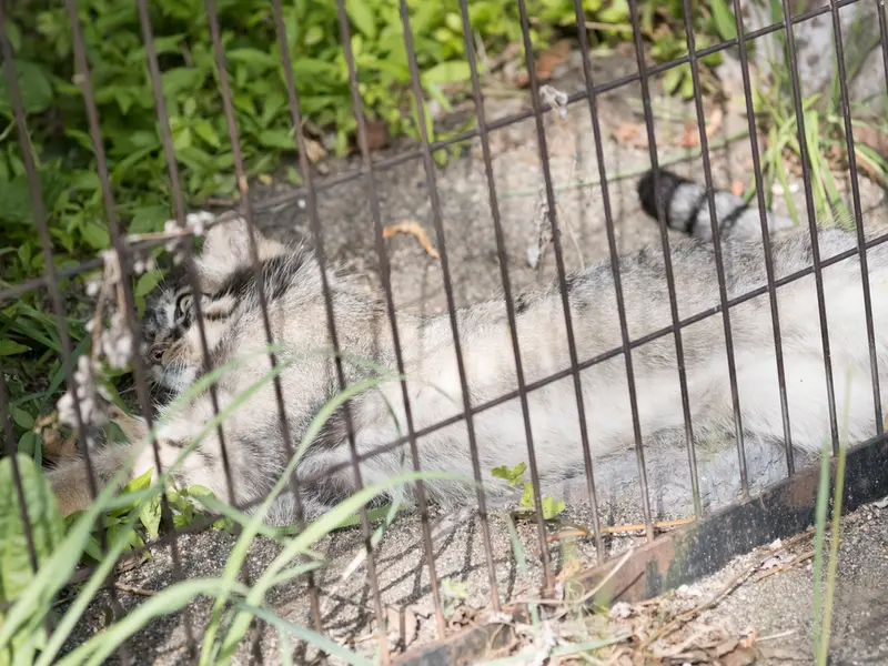A photograph of Hide in Asahiyama Zoo