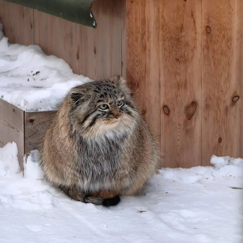 A photograph of Daughter of Lolo 2024 Ⅳ in Novosibirsk Zoo