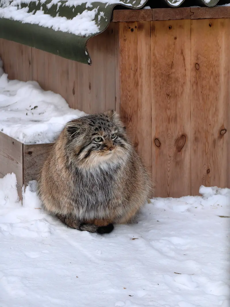A photograph of Daughter of Lolo 2024 Ⅳ in Novosibirsk Zoo