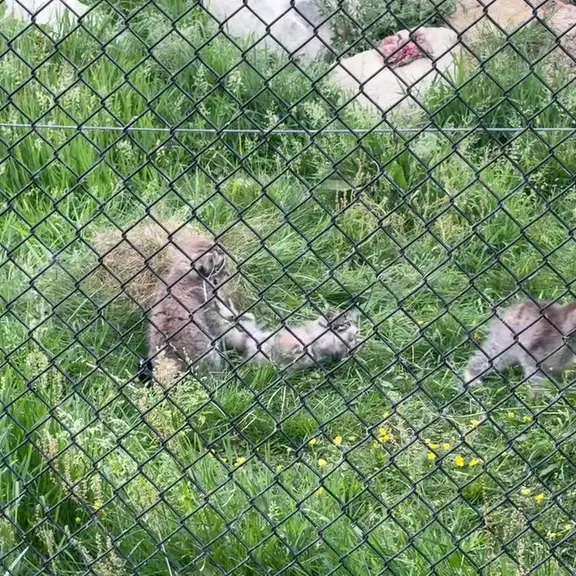 A photograph of a Pallas's cat in Port Lympne Wild Animal Park