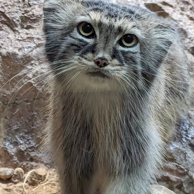 A photograph of Mischa in Birmingham Zoo