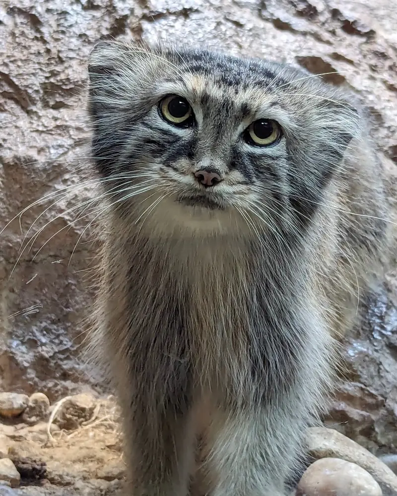 A photograph of Mischa in Birmingham Zoo