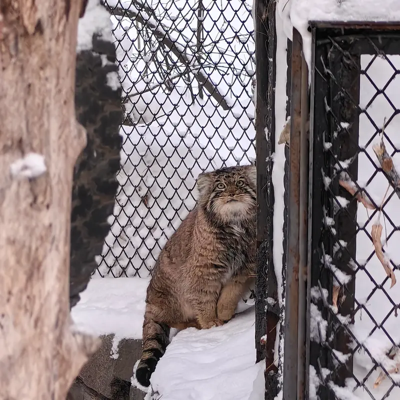 A photograph of Achi in Novosibirsk Zoo