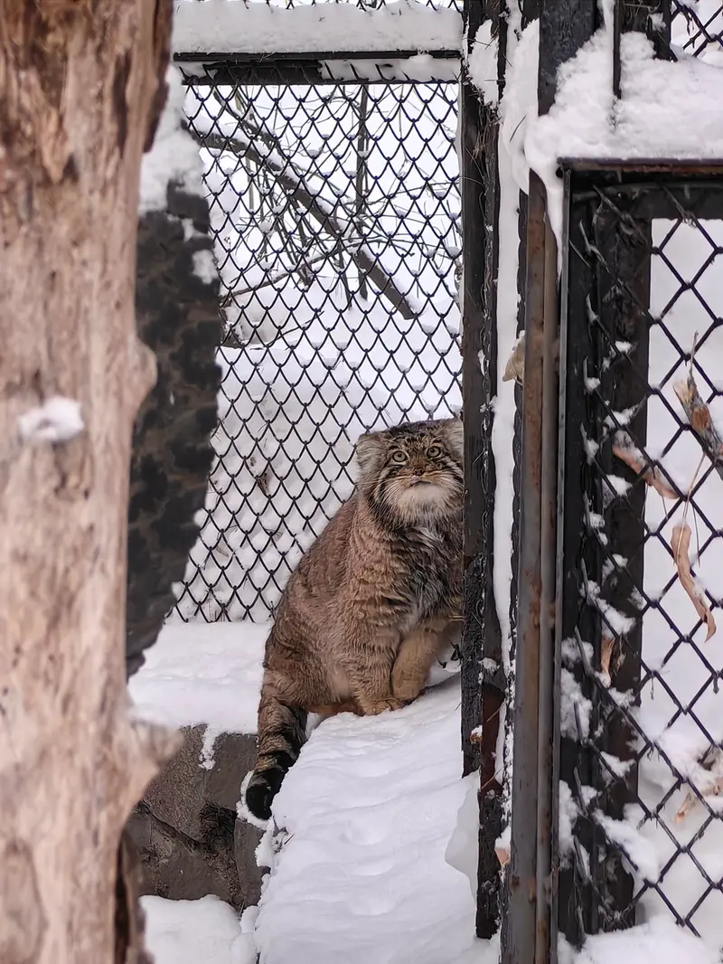 A photograph of Achi in Novosibirsk Zoo