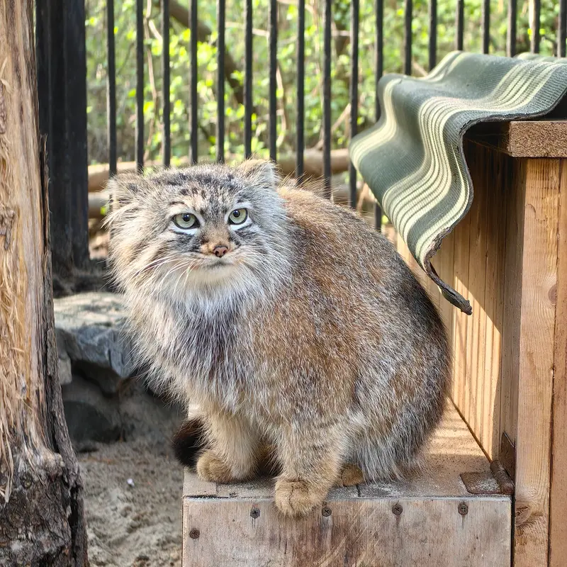 A photograph of Gabi in Novosibirsk Zoo