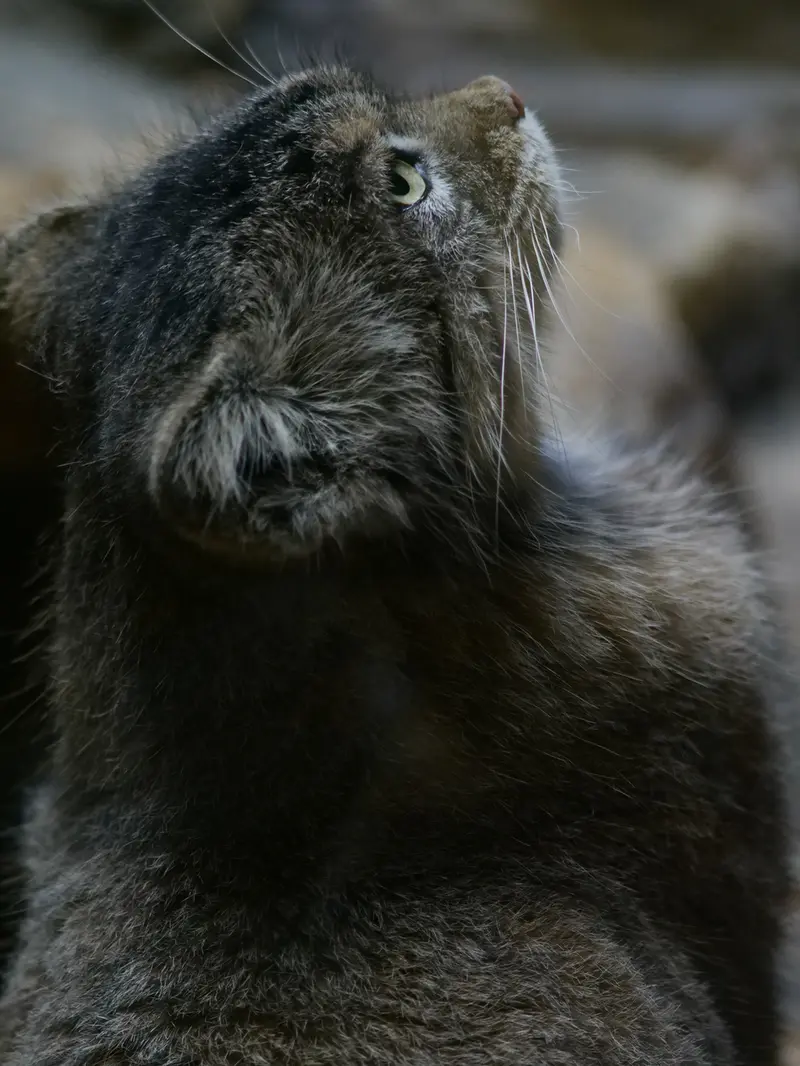 A photograph of Primula in Ueno Zoological Gardens