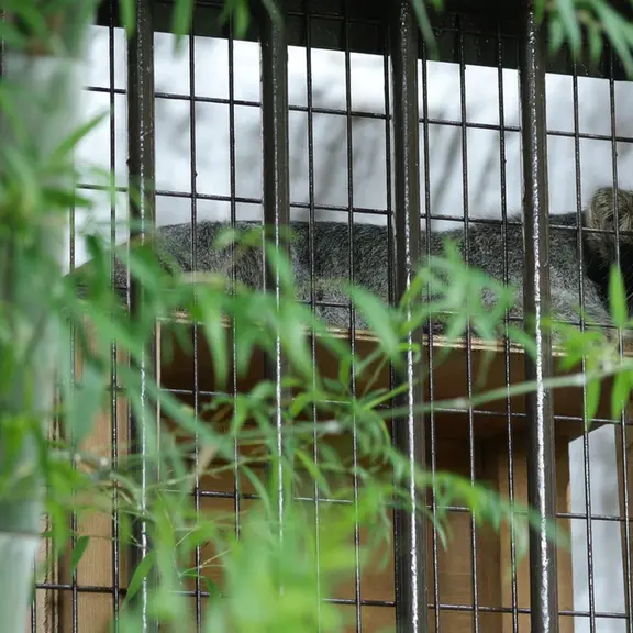 A photograph of a Pallas's cat in Nogeyama Zoo