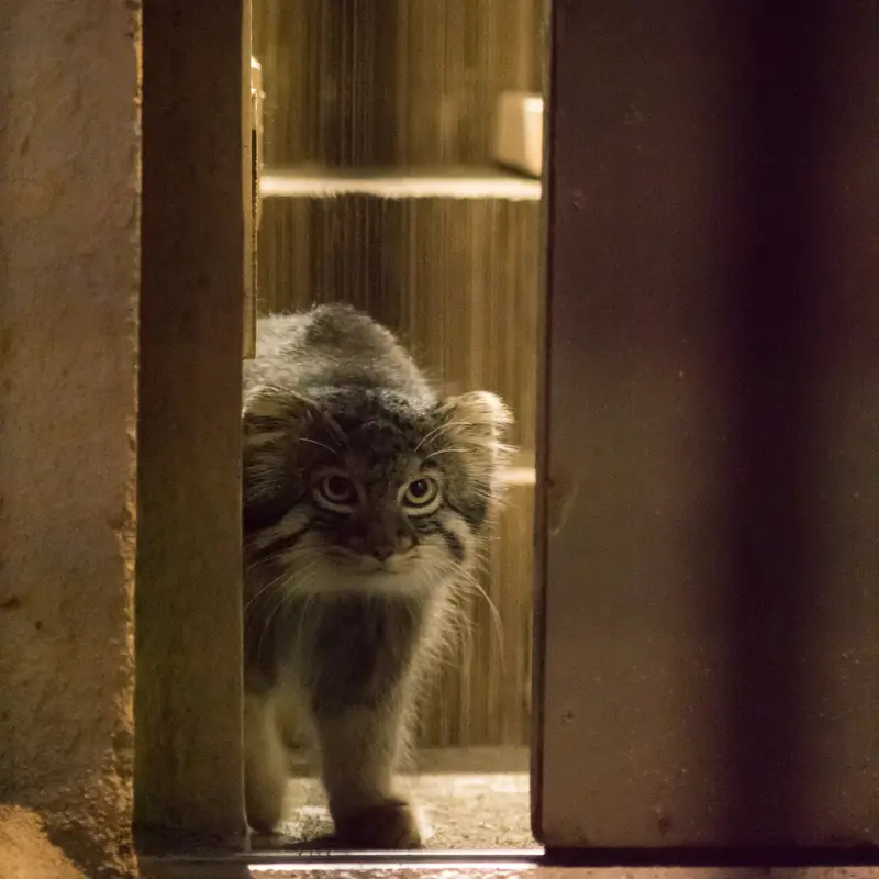 A photograph of Figa in Nogeyama Zoo