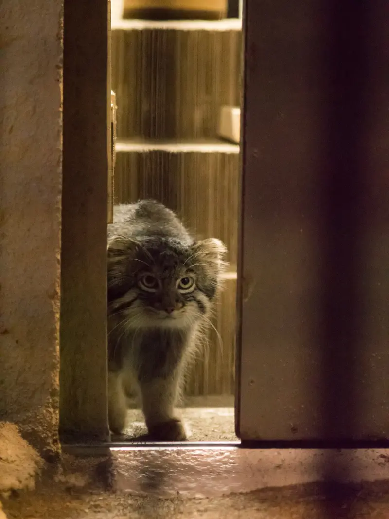 A photograph of Figa in Nogeyama Zoo