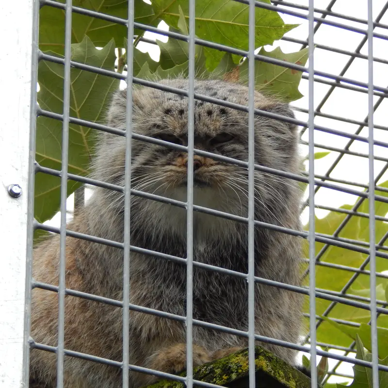 A photograph of Aldan in Zie-Zoo