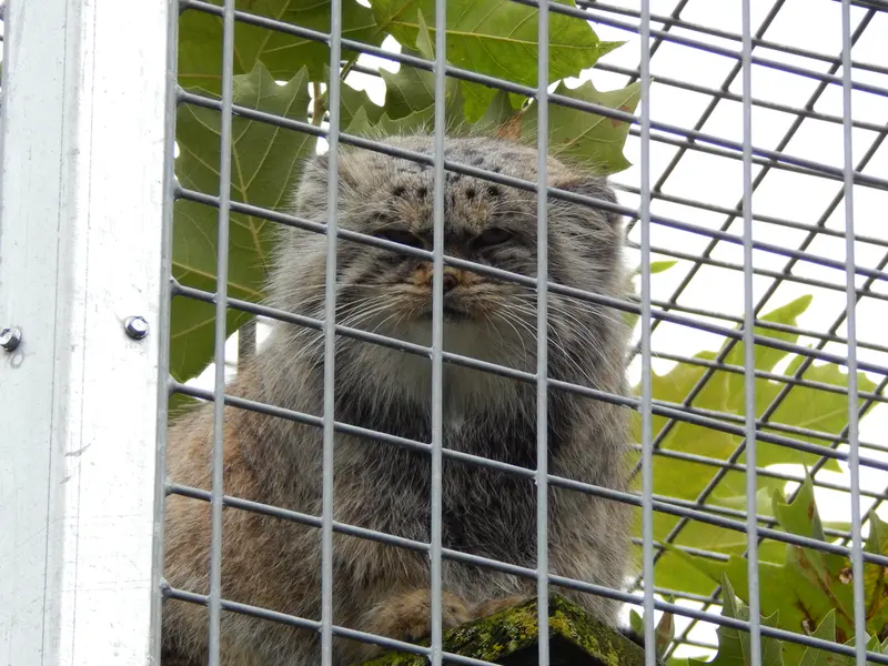 A photograph of Aldan in Zie-Zoo