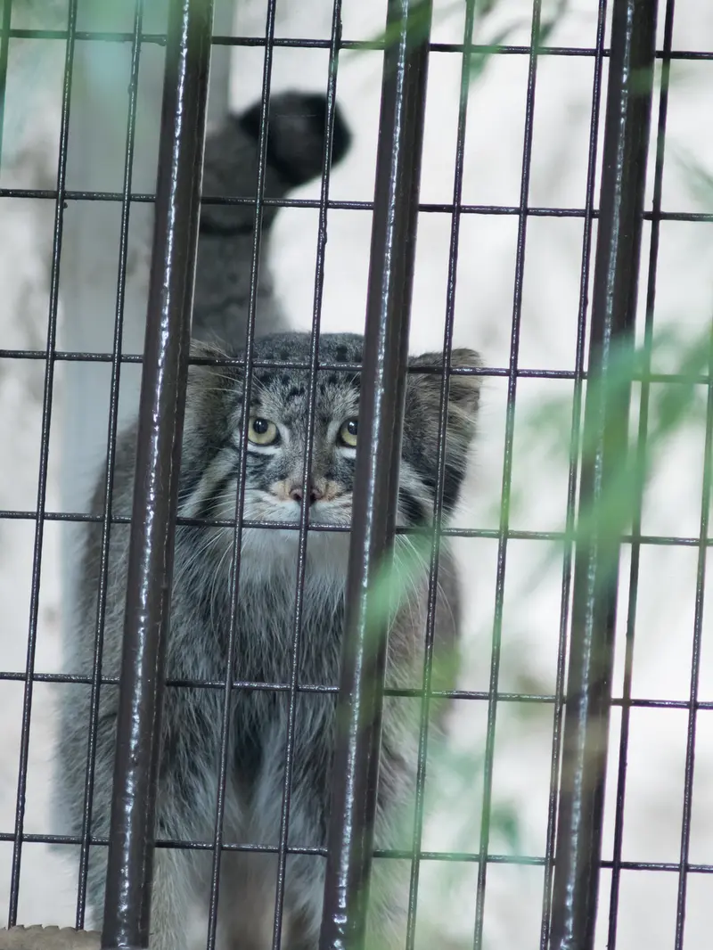 A photograph of Figa in Nogeyama Zoo