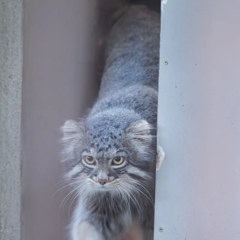 A photograph of Figa in Nogeyama Zoo