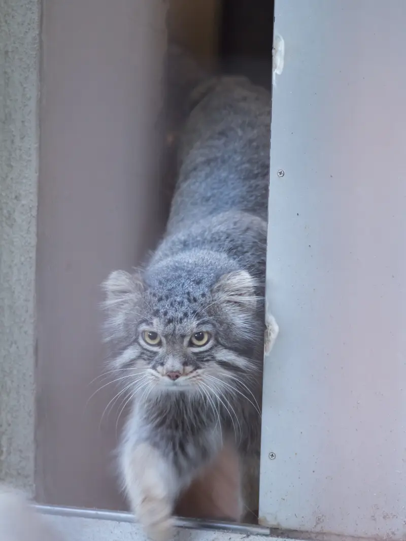 A photograph of Figa in Nogeyama Zoo