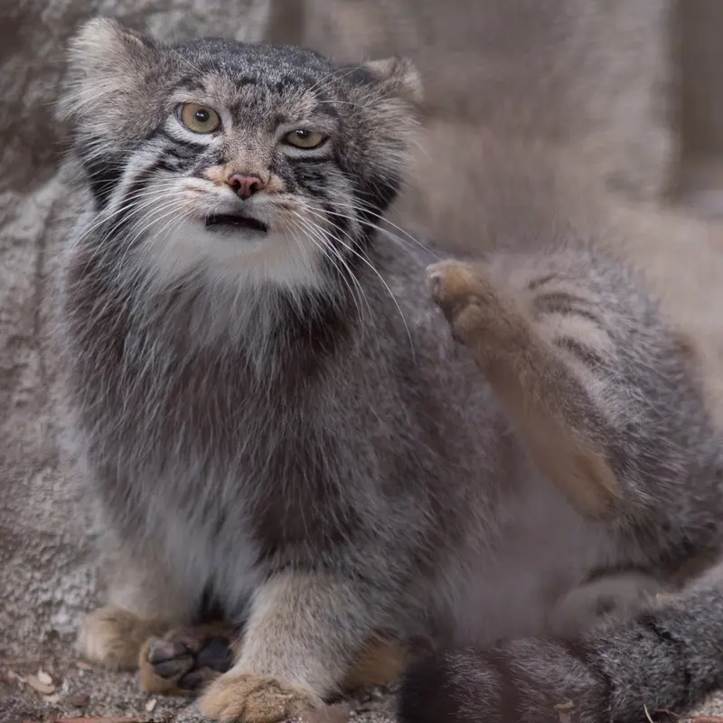 A photograph of Figa in Nogeyama Zoo