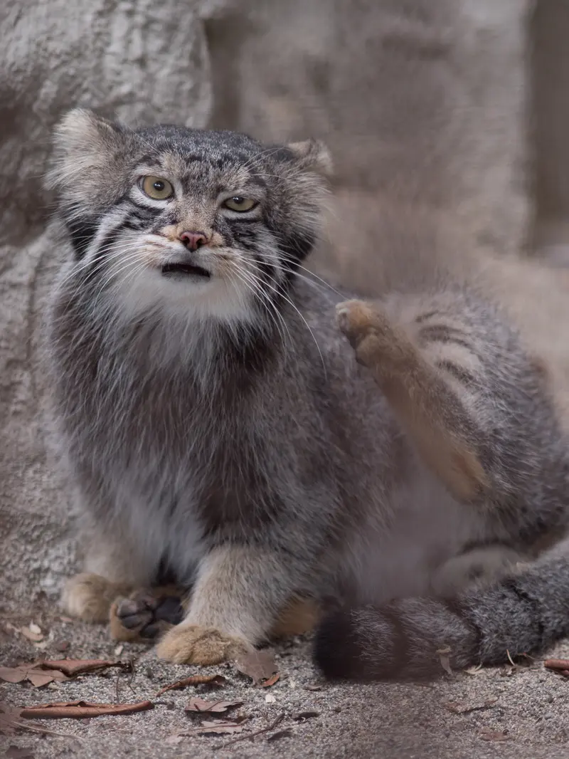 A photograph of Figa in Nogeyama Zoo