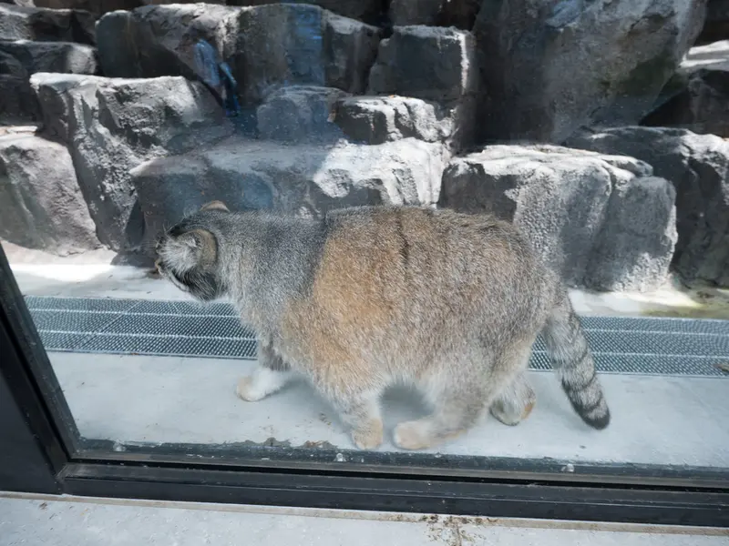 A photograph of Grusha in Asahiyama Zoo