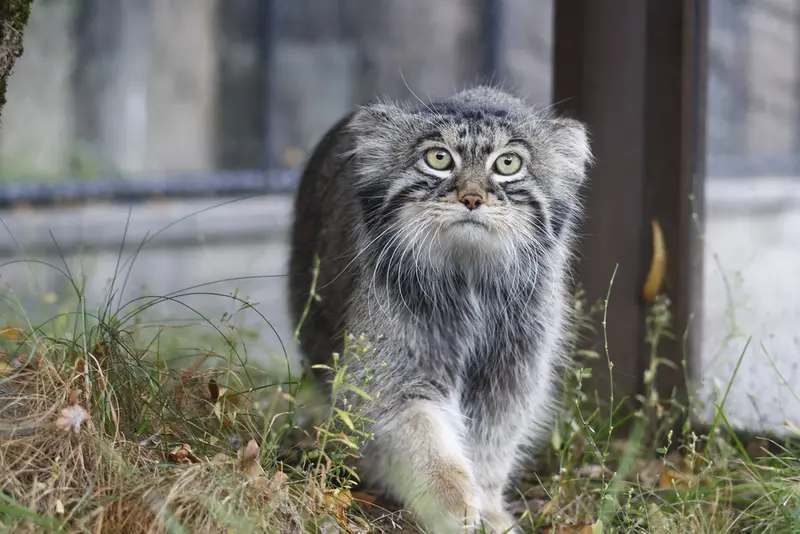 A photograph of a Pallas's cat