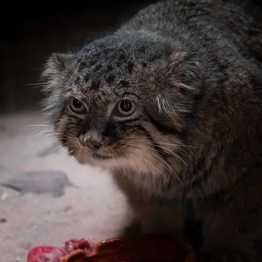 A photograph of Draw in Ueno Zoological Gardens