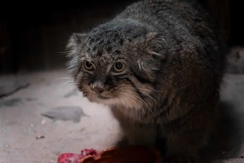 A photograph of Draw in Ueno Zoological Gardens