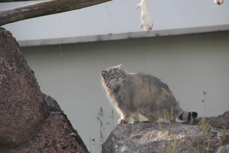 A photograph of Mimi in Korkeasaari Zoo