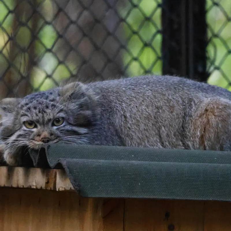 A photograph of Georgette in Novosibirsk Zoo