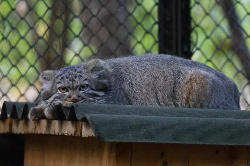 A photograph of a Pallas's cat in Novosibirsk Zoo