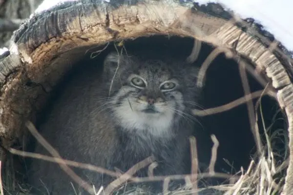 A photograph of Red in Cheyenne Mountain Zoo