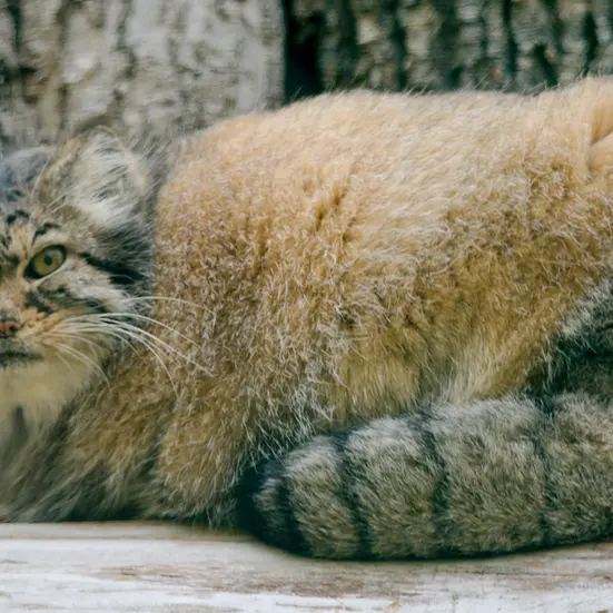 A photograph of Elvira in Red River Zoo