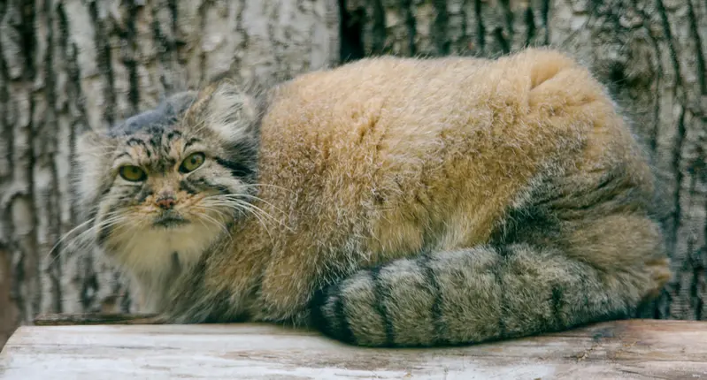 A photograph of Elvira in Red River Zoo