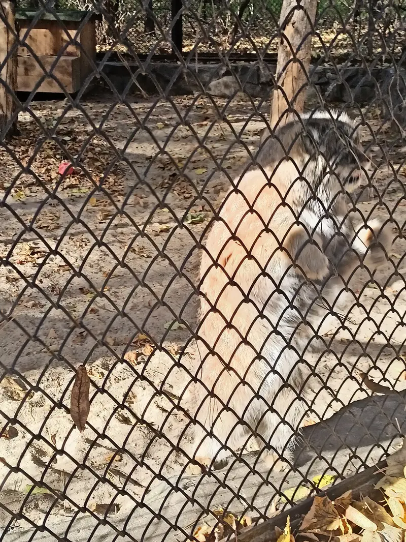 A photograph of George in Novosibirsk Zoo