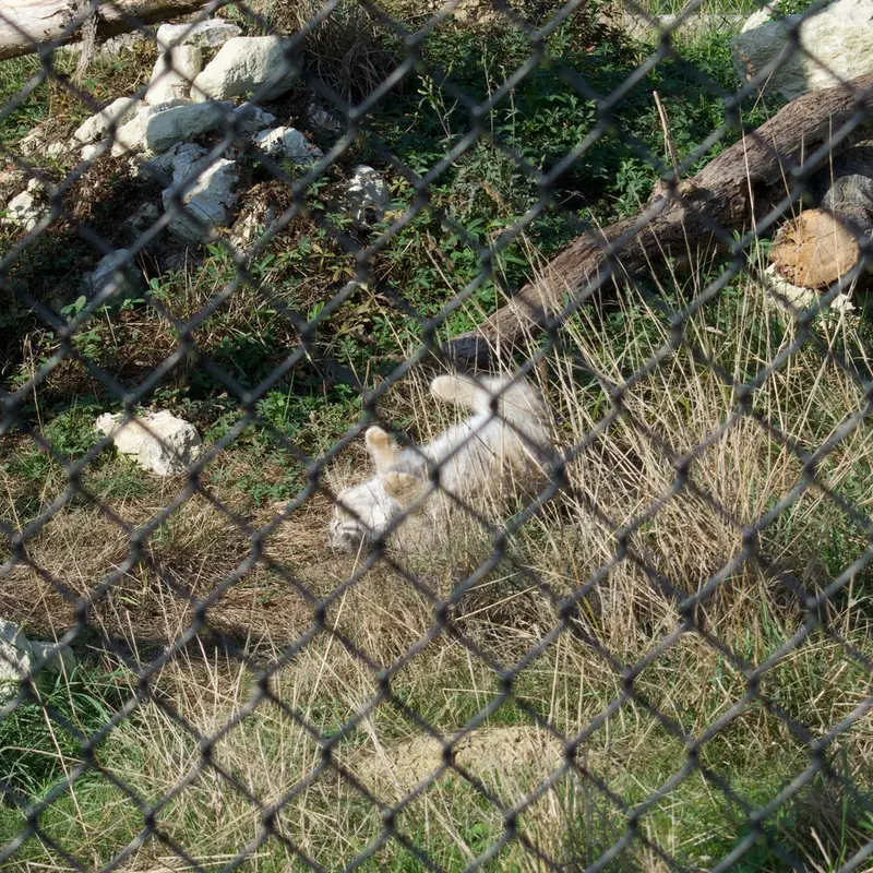 A photograph of Atlan in Port Lympne Wild Animal Park